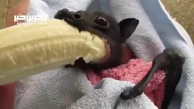ببینید چطور این خفاش موزی به اندازه صورتش یک لقمه می کند