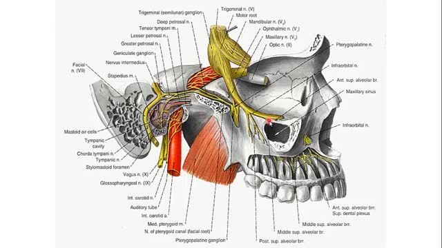 استخوان های جمجمه (Skull) | آموزش جامع علوم تشریح آناتومی سر و گردن | جلسه اول (15)
