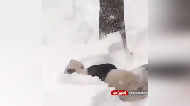 کلیپ برف بازی بانمک یک پاندا | ویدیو