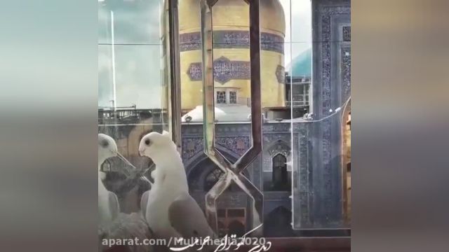 ولادت امام رضا (ع) مبارکباد | نماهنگ دیدن کبوتر های حرمت