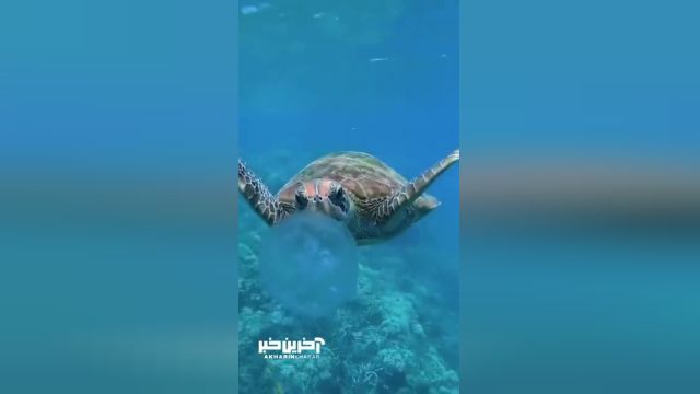 بلعیدنِ عروس دریایی توسط لاکپشت