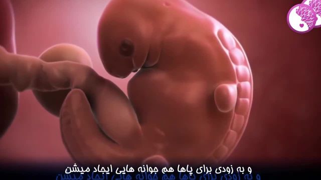 مراحل رشد و نحوه تکامل اعضا جنین 6 هفته از زبان خودش!