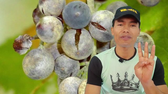 5 مرض خطرناک و کشنده انگور و راههای درمان آن