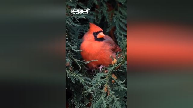 نمایی زیبا از کاردینال قرمز، پرنده ای که محل اقامتش در شرق ایالات متحده است