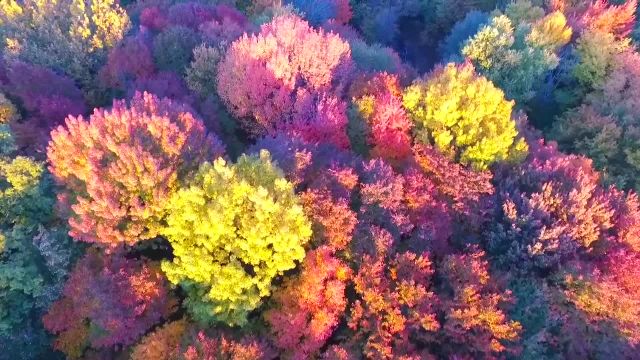 درخشش پاییز را در این ویدیو ببینید و لذت ببرید!