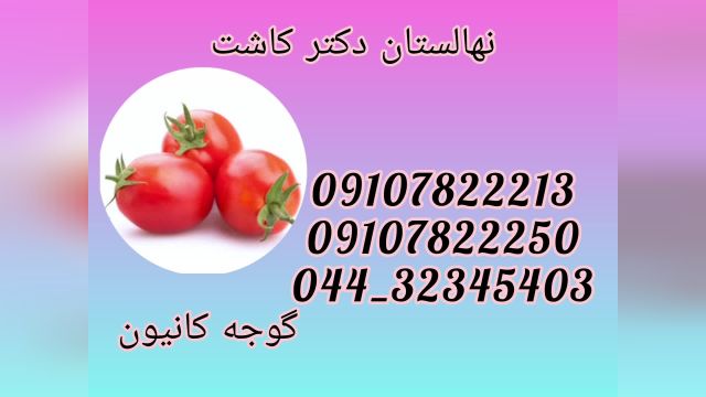 فروش عمده بذر گوجه کانیون857