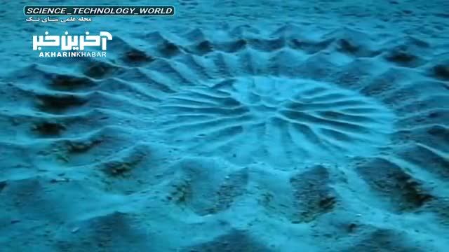 طراحی شگفت‌ انگیز ماهی بادکنکی در کف اقیانوس را ببینید