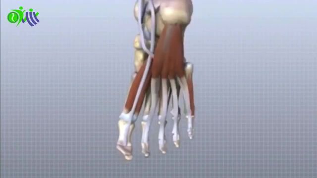 بررسی درد انگشت پا و عوامل مختلف برای بروز درد انگشت پا