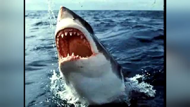 Shark attacks Navy Helicopter