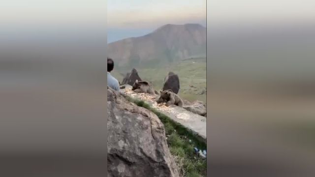 تور غذا رسانی به خرس ها در کوه های سبلان | ویدیو