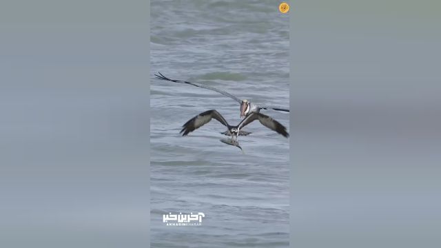 ماجرای هیجان‌انگیز فرار عقاب ماهیگیر از حمله پلیکان غول‌پیکر