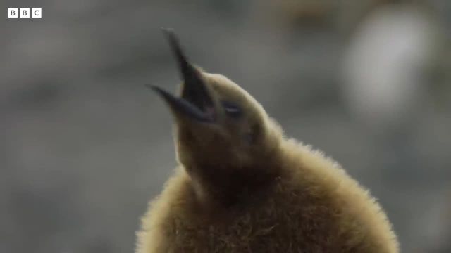 ویدیویی از بچه پنگوئنی که پدر و مادر خود را از دست داد!