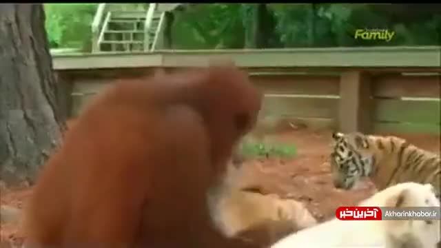 شیر دادن اورانگوتان به بچه ببرها
