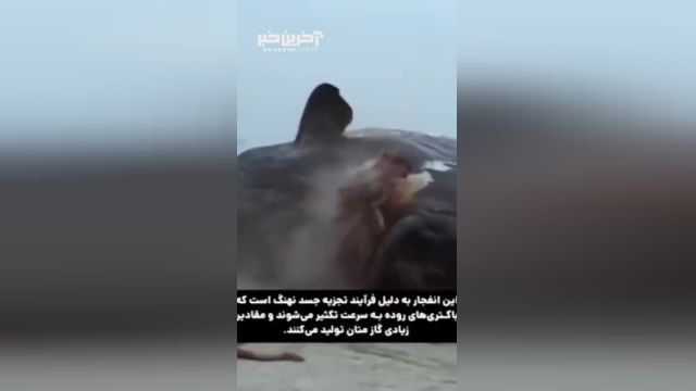 اگر جسد یک نهنگ را دیدید فورا فرار کنید