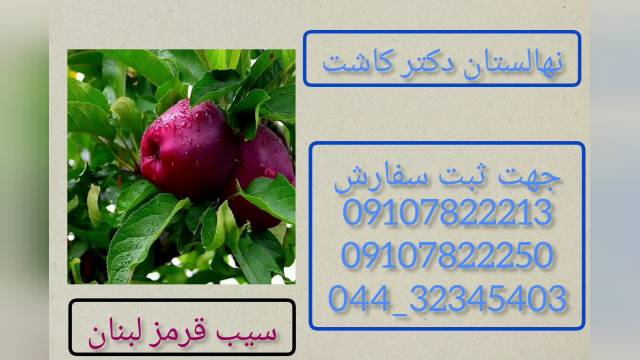 فروش نهال سیب قرمز لبنان و انواع ارقام سیب
