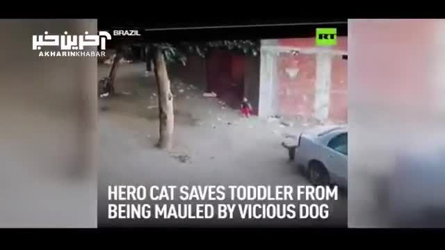گربه ای که جان کودک را نجات داد!