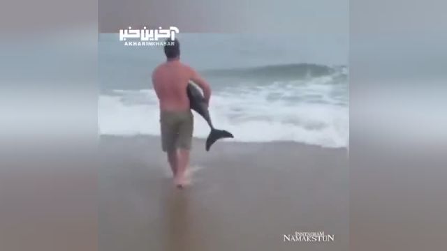 فیلم نجات نهنگ قاتل توسط زوج جوان در ساحل