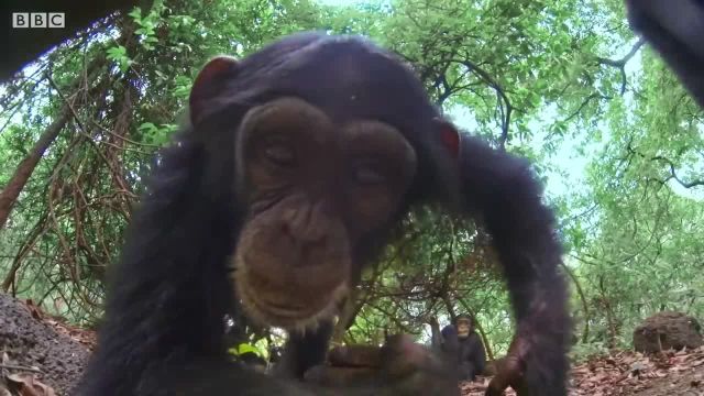 رفتارهای شگفت انگیز حیوانات ثبت شده در دوربین جاسوسی | قسمت 2