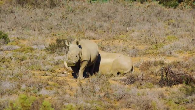 حیات وحش سانبونا | فیلم مستند از حیوانات و صداهای آفریقا