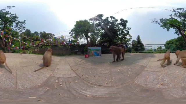 دقایقی را با میمون های مقدس نپال بگذرانید!