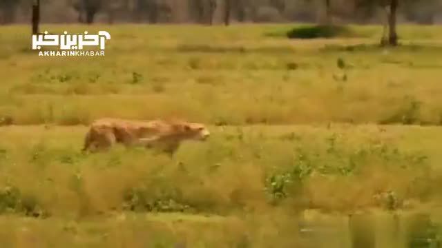 سرعت حیرت انگیز یوزپلنگ در حین شکار را ببینید