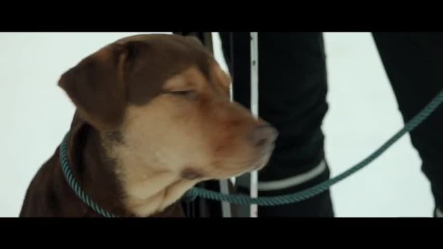 تریلر فیلم مسیر بازگشت یک سگ به خانه A Dog's Way Home 2019