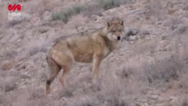 ویدئویی از گرگ خاکستری در پارک‌ ملی ساریگل اسفراین