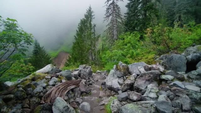 پیاده‌ روی مجازی 4K در جنگل کوهستانی زیبا | آبشار دنباله‌ دار جذاب، منطقه کوه رینیر