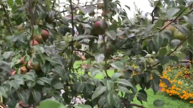 چگونه عملکرد درختان گلابی و سیب را افزایش دهیم؟