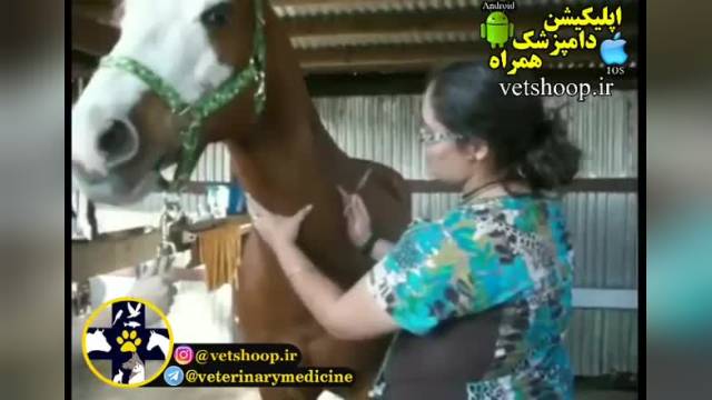آموزش انواع تزریقات برای اسب