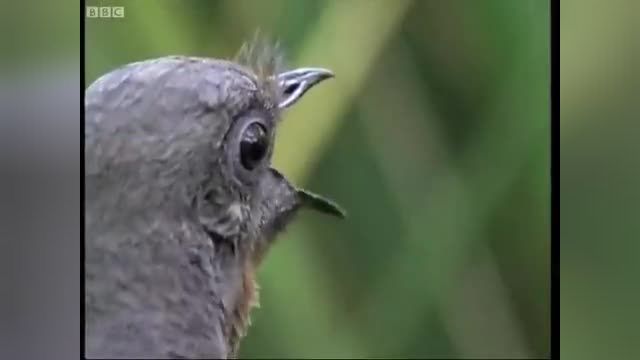 تقلید صدای پرنده برای جلب توجه پرنده ماده | ویدیو