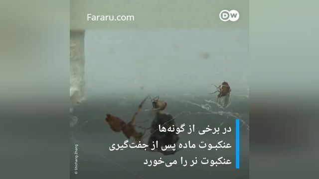 فرار عجیب عنکبوت گردباف نر پس از جفت‌گیری | ویدیو