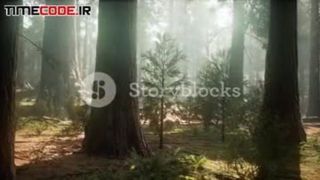 استوک فیج طلوع خورشید در جنگل