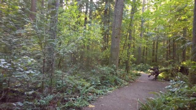پیاده‌ روی جنگل مجازی با صدای طبیعت | مسیر سنتی دریاچه حلقه، ایساکوا