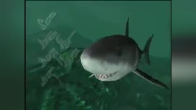VIDEO SHARK