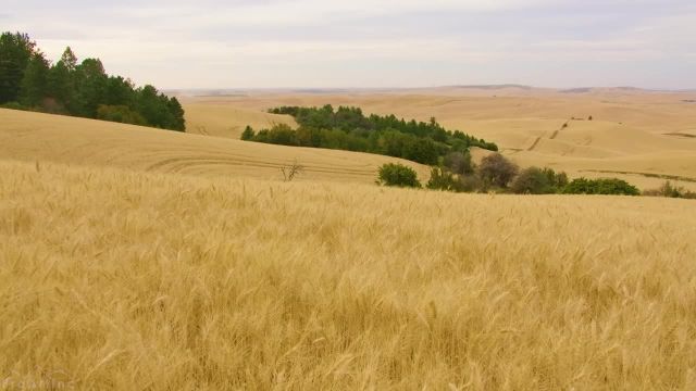 فضای طبیعی مزارع گندم تابستانی | ویدیوی آرامش بخش زیبا از پارک ایالتی Steptoe Butte
