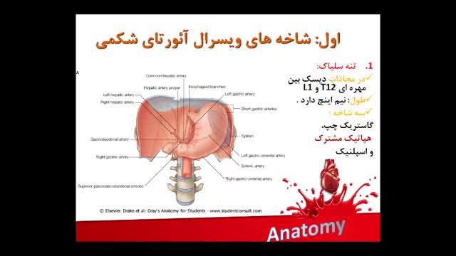 آناتومی عروق خونی | آموزش علوم تشریح آناتومی قلب و عروق | جلسه هشتم (13)