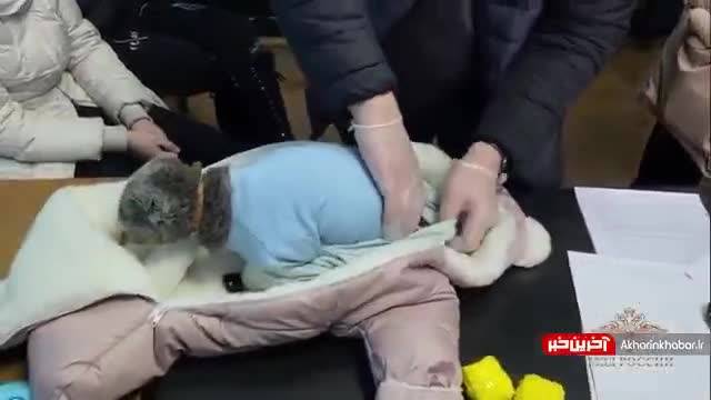 جاسازی مواد مخدر در بدن گربه در روسیه | ویدیو