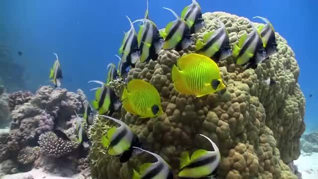 ماهی و صخره مرجانی | تصاویر اقیانوس و موسیقی آرامش بخش آکواریومی 2 ساعت
