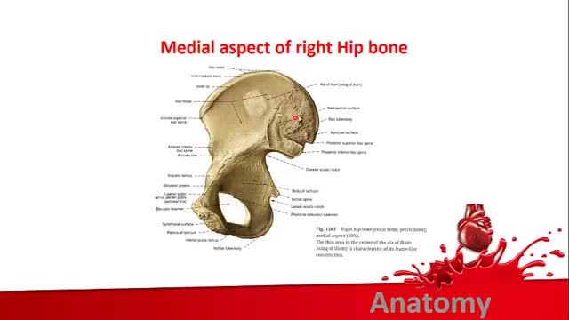 استخوان های لگن | آموزش علوم تشریح (آناتومی) اسکلتی - عضلانی | جلسه بیست و هشتم (2)