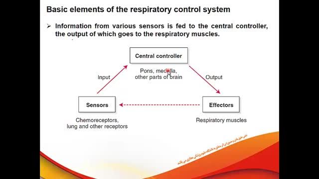 تنظیم تنفس Regulation of Respiration | فیزیولوژی دستگاه تنفس | جلسه دهم