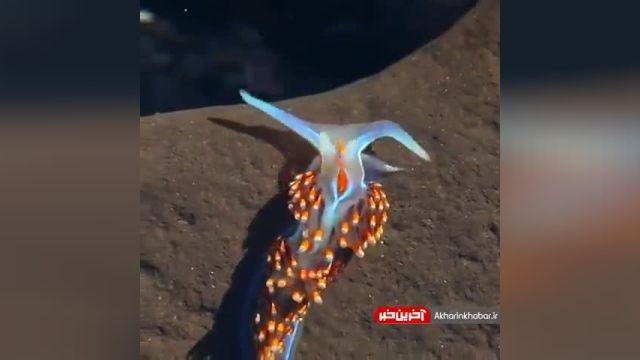 لیسهٔ دریایی یکی از زیبای های خلقت | ویدیو