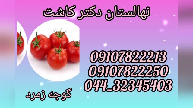 فروش عمده بذر گوجه زمرد