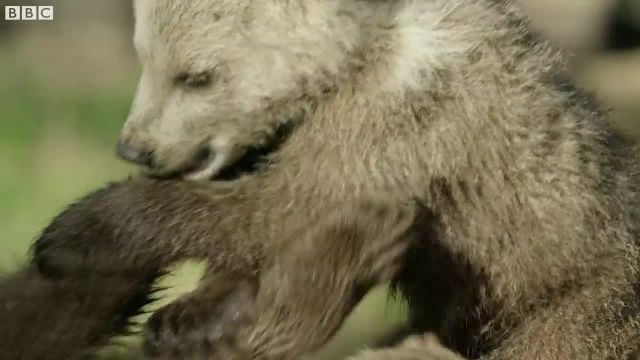 ویدیویی از بچه خرس های قهوه ای که بسیار زیبا هستند!