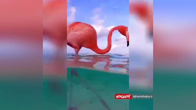 کلیپ زیبای فلامینگوهای صورتی در ساحل جزیره رنسانس آروبا | ویدیو