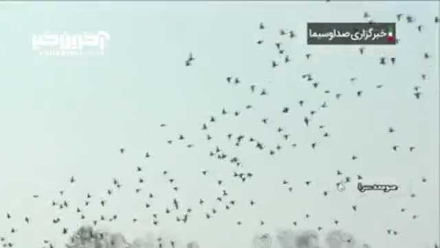 تالابی که پرندگان مهاجر را به خانه خودش می‌پذیرد