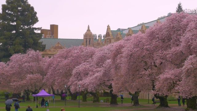 شکوفه های گیلاس در دانشگاه واشنگتن در یک روز بارانی | بهار 2017