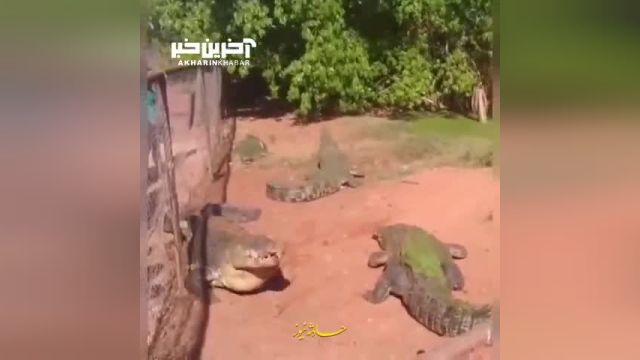 مبارزه دو تمساح برای غذا و حادثه دست کروکدیل