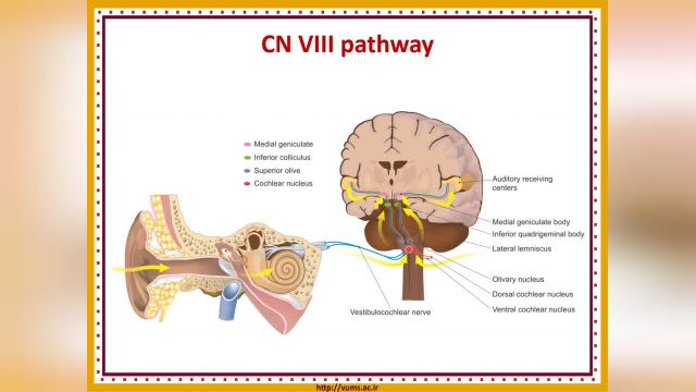 آموزش جامع و کامل نوروآناتومی | جلسه هفدهم (6) | اعصاب مغزی (Cranial Nerves)