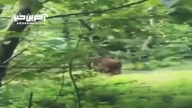 پرسه‌ زنی خرس قهوه‌ای در جنگل‌ های فومن